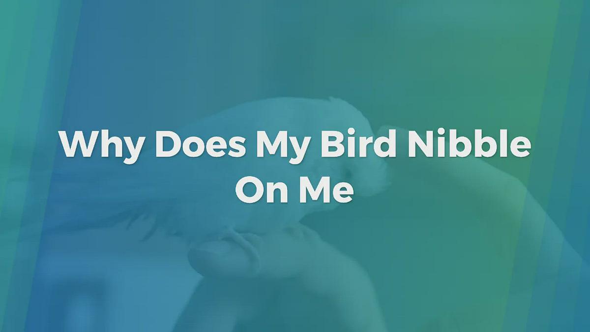 'Video thumbnail for Why Does My Bird Nibble On Me'