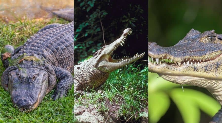 Alligator vs Crocodile vs Caiman