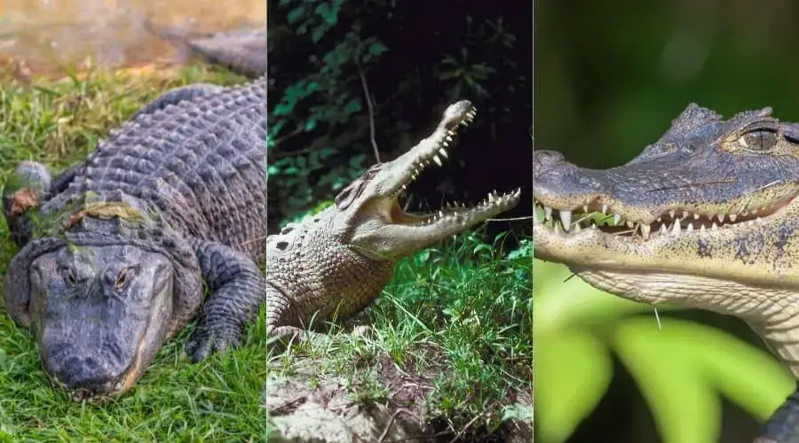 Alligator vs Crocodile vs Caiman – Animal Thrill