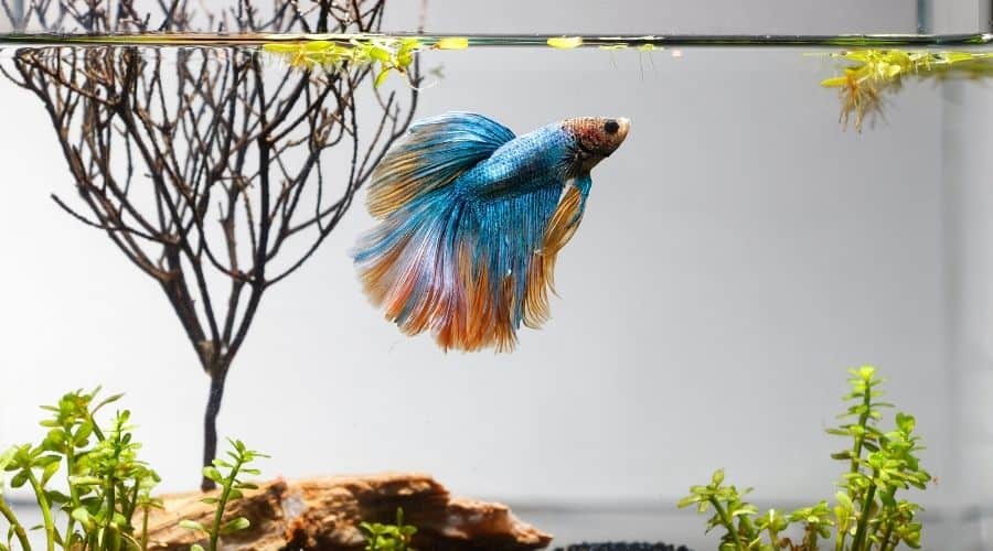 Betta Fish Staying In One Spot