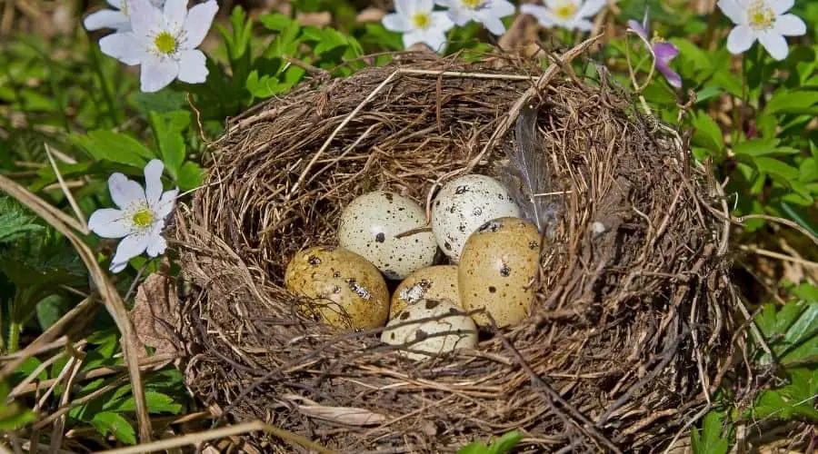 Can Bird Eggs Hatch Without Mother – Animal Thrill