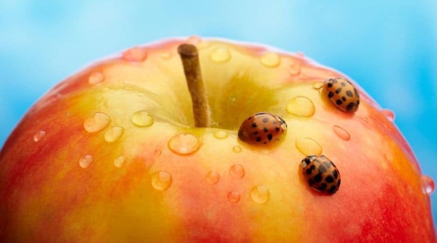 Can Ladybugs Eat Apples