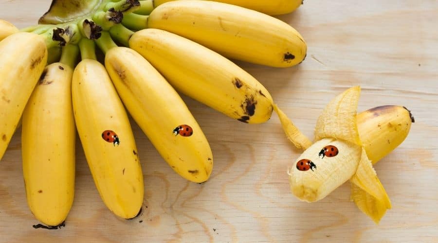Can Ladybugs Eat Bananas