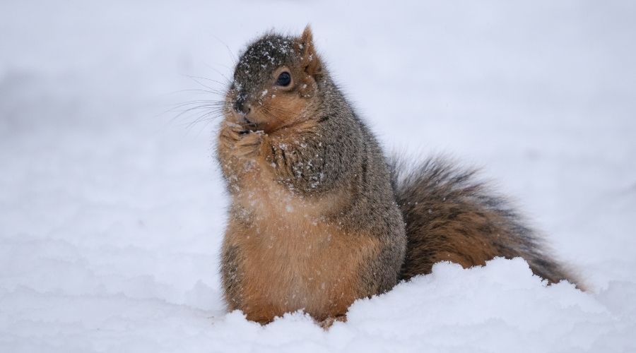 Can Squirrels Freeze To Death