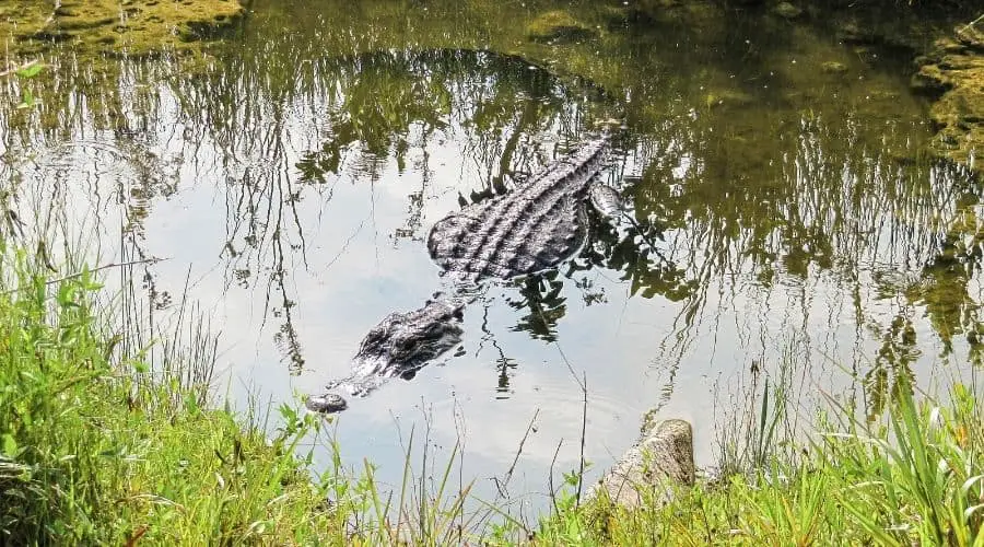 Do Alligators Live In Ponds