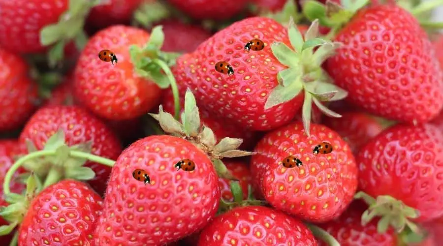 Do Ladybugs Eat Strawberries
