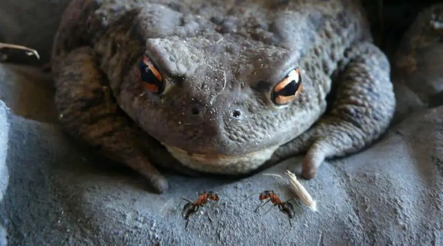 Do Toads Eat Ants