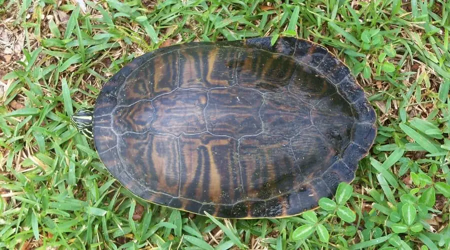 Do Turtle Shells Grow