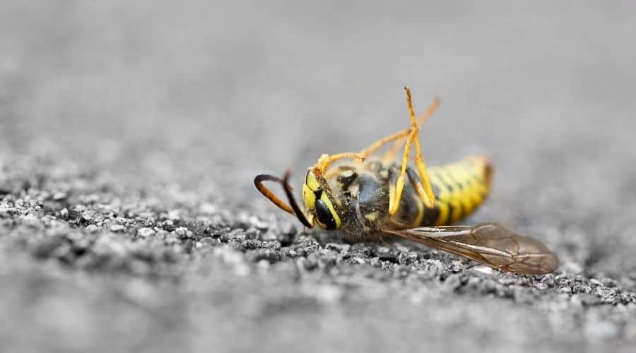 Do Wasps Feel Pain