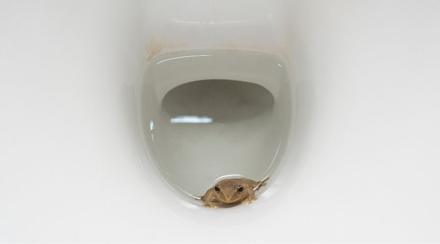 Frogs In Toilet