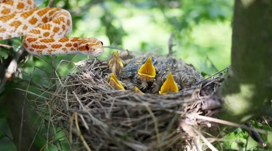 How Do Snakes Find Bird Nests