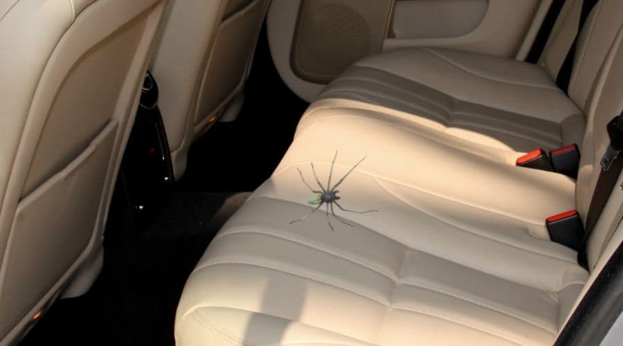 How Long Can A Spider Live In A Car