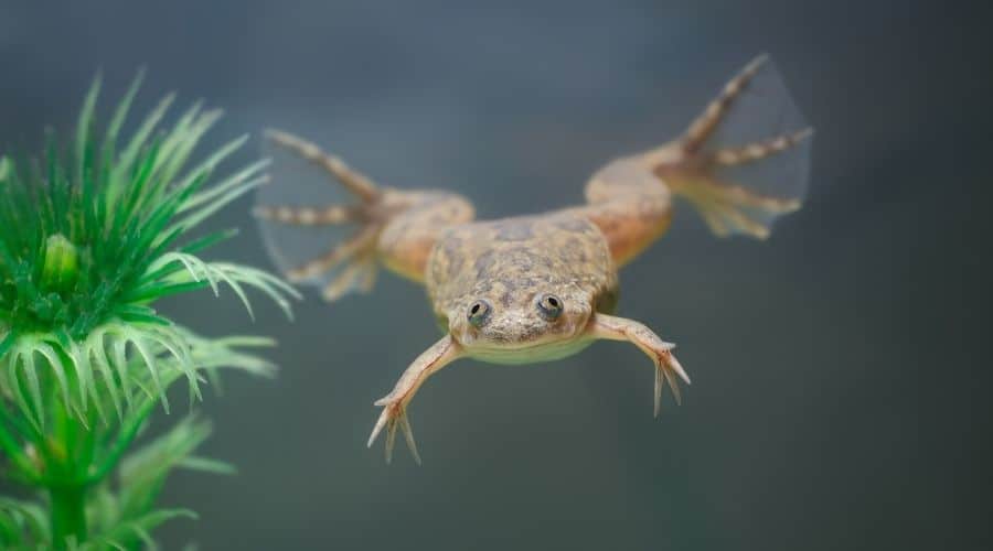 How Long Can Frogs Stay Underwater