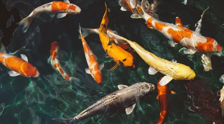 How Long Can Koi Fish Go Without Food