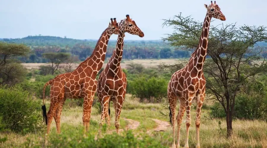 How Many Bones Does A Giraffe Have