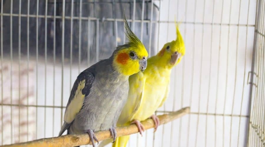 How To Clean Wooden Bird Perches