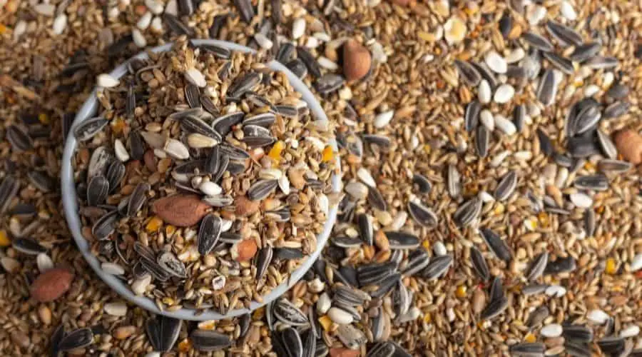 How To Dispose Of Old Bird Seed