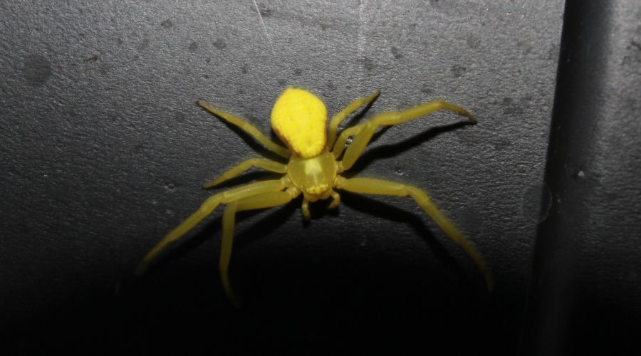 How To Get Rid Of Yellow Sac Spiders In Car