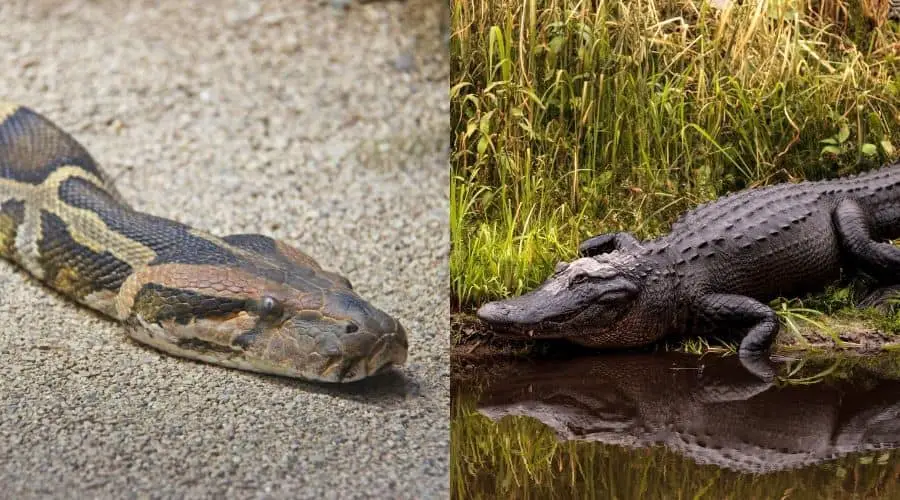 Python vs Alligator Who Wins