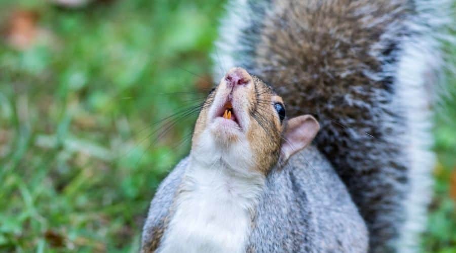 What Do Squirrels Sharpen Their Teeth On