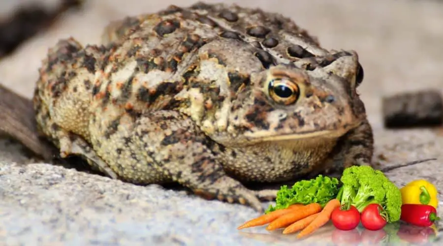 What Do Toads Eat Of Human Food