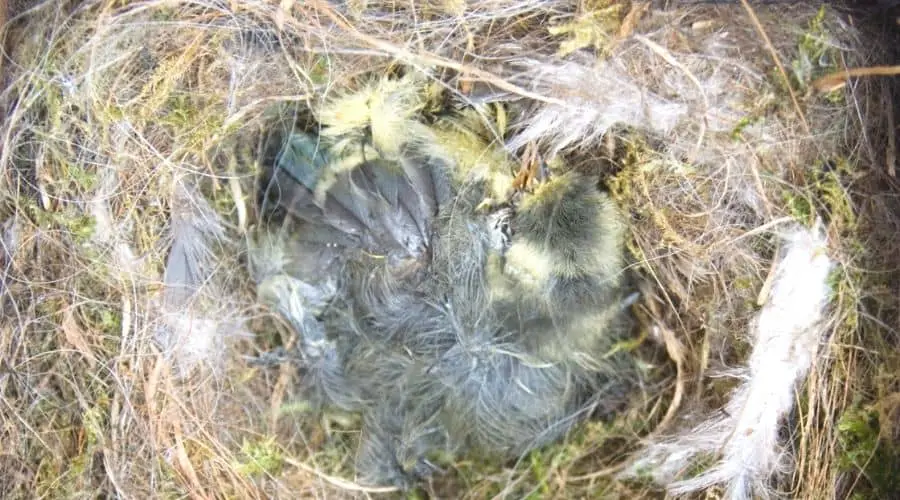 What Happens If A Baby Bird Died In The Nest