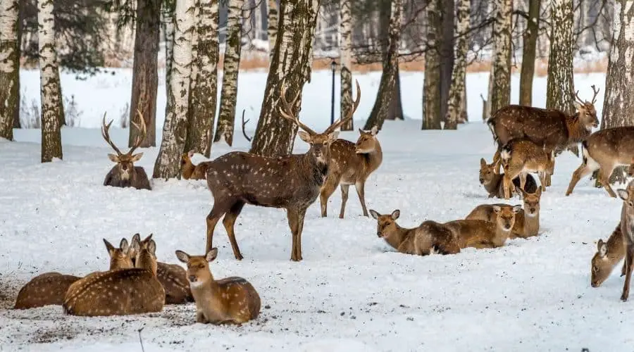 Where Do Deer Sleep In The Winter