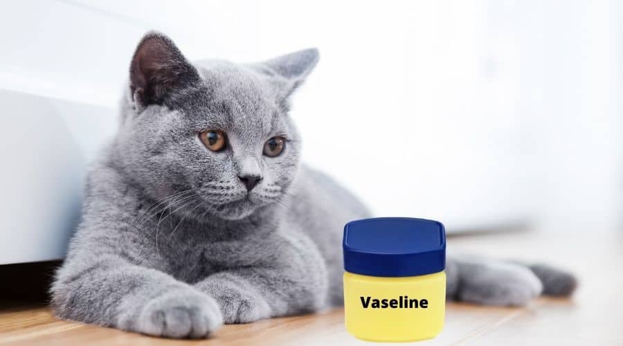 Why Do Cats Like To Eat Vaseline