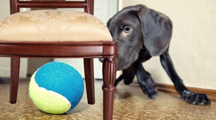 Why Do Dogs Put Balls Under Furniture