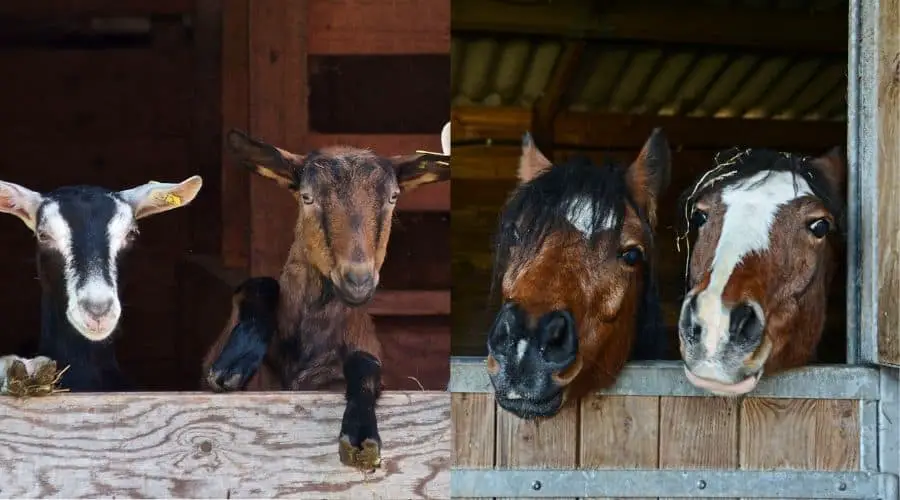 Why Do Goats Calm Horses
