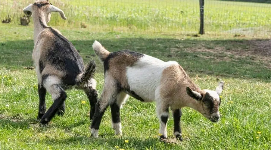 Why Do Goats Drink Their Own Urine