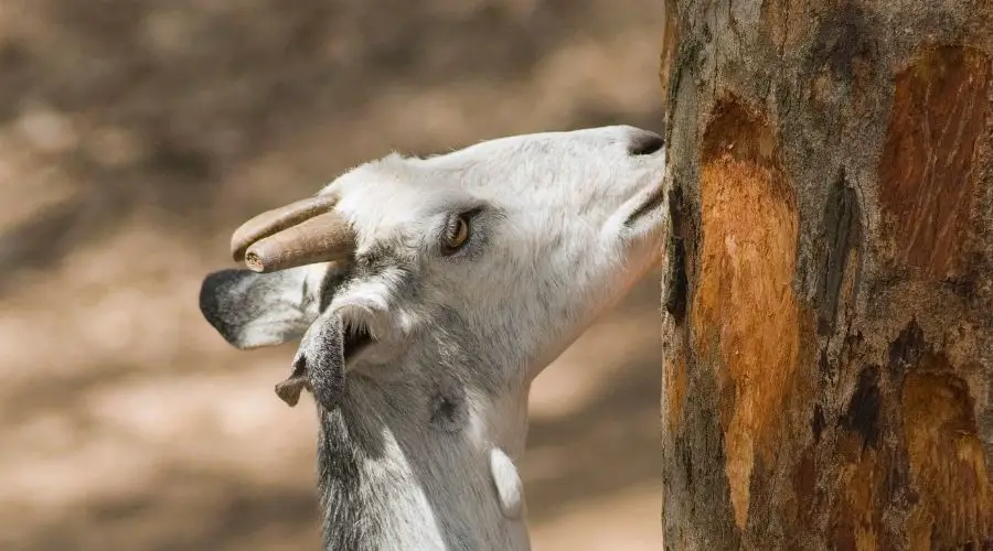 Why Do Goats Eat Tree Bark
