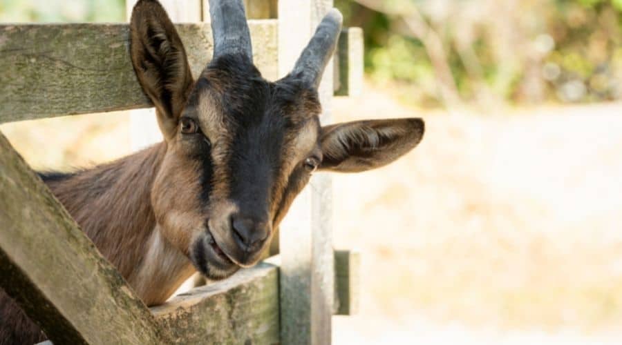 Why Do Goats Eat Wood