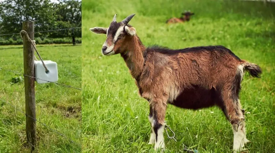 Why Do Goats Lick Salt