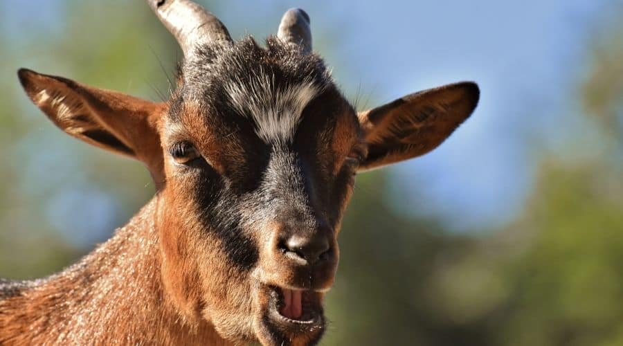 Why Do Goats Sneeze