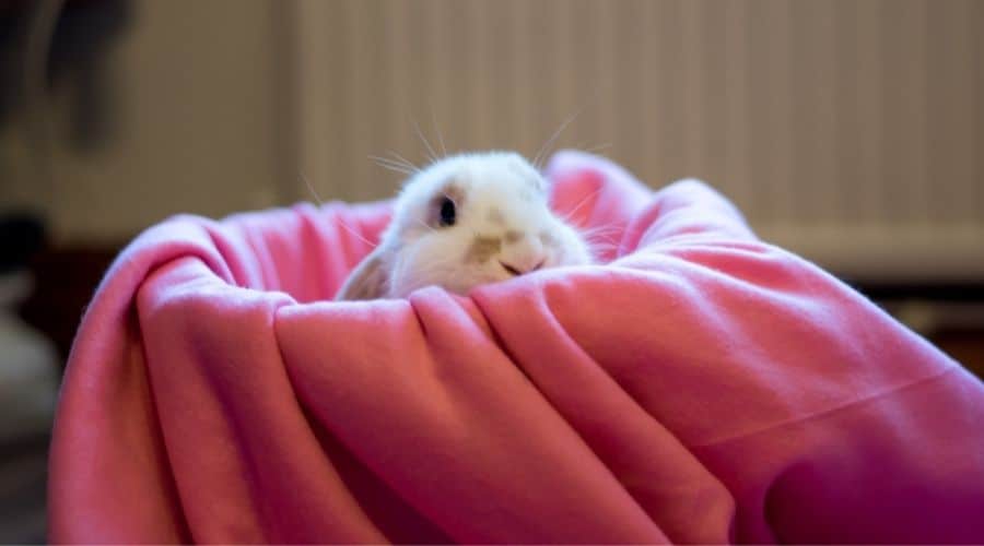 Why Do Rabbits Dig At Blankets