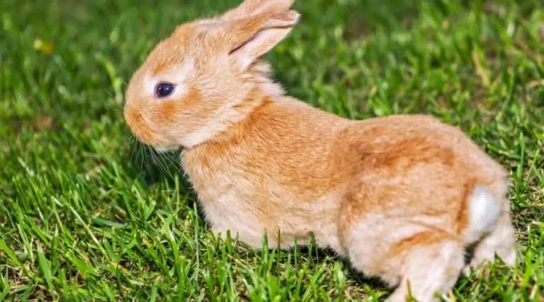 Why Do Rabbits Vibrate Their Feet – Animal Thrill