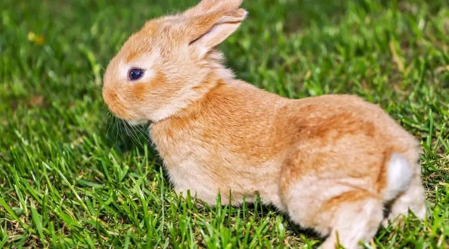 Why Do Rabbits Vibrate Their Feet