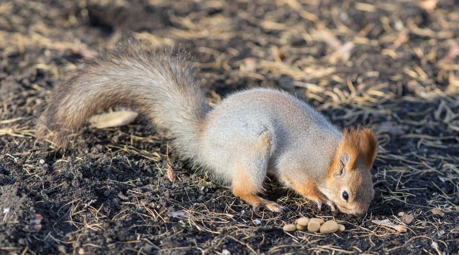 Why Do Squirrels Bury Rocks