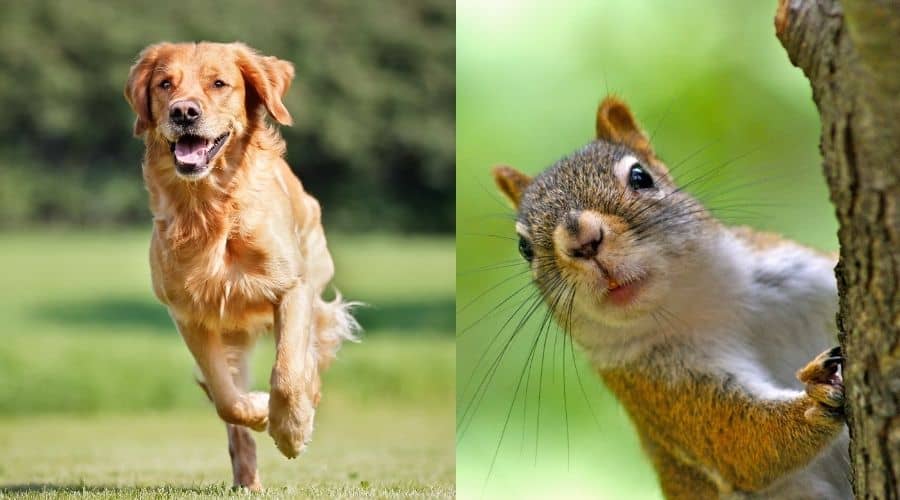 Why Do Squirrels Tease Dogs