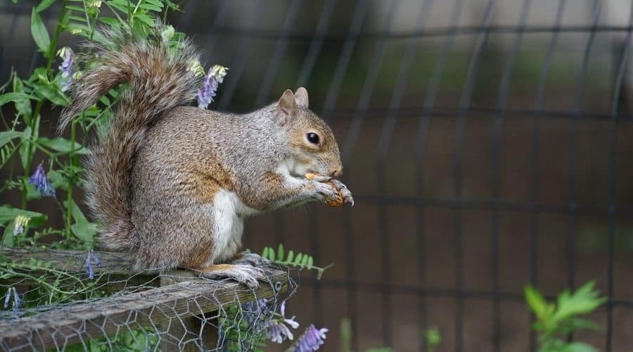 Why Do Squirrels Throw Acorns