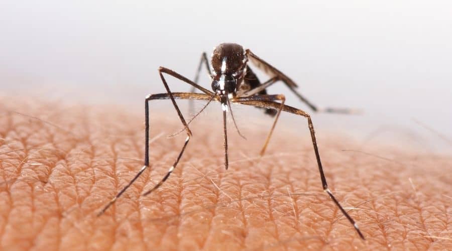 Why Don't Mosquitoes Bite Your Face