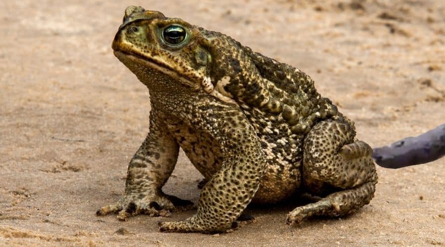 Why Is Toad Poop So Big
